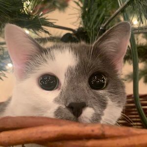 Meet your Posher, Morgan